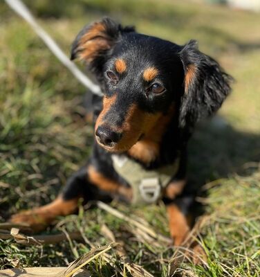 SIMON, Dackelmix - Rüde