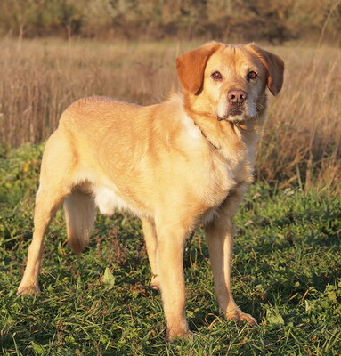 SIMON - ausgeglichen und sehr liebenswert, offenes Wesen, verschmust, anhänglich, neugierig, Labrador Mischling - Rüde