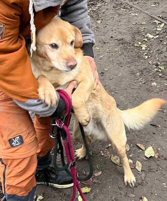 SIMON - ausgeglichen und sehr liebenswert, offenes Wesen, verschmust, anhänglich, neugierig