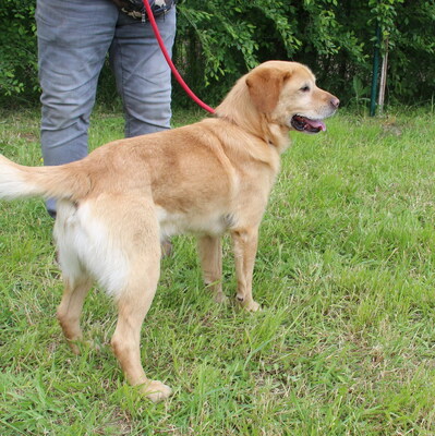 SIMON - ausgeglichen und sehr liebenswert, offenes Wesen, verschmust, anhänglich, neugierig, Labrador Mischling (Video auf HP) - Rüde