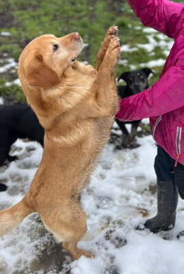SIMON - ausgeglichen und sehr liebenswert, offenes Wesen, verschmust, anhänglich, neugierig, Labrador Mischling (Video auf HP) - Rüde