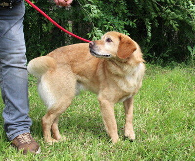 SIMON - ausgeglichen und sehr liebenswert, offenes Wesen, verschmust, anhänglich, neugierig, Labrador Mischling (Video auf HP) - Rüde