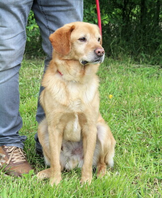 SIMON - ausgeglichen und sehr liebenswert, offenes Wesen, verschmust, anhänglich, neugierig, Labrador Mischling (Video auf HP) - Rüde