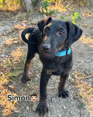 SIMON sucht liebevolles & sportliches Zuhause!