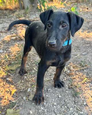SIMON sucht liebevolles & sportliches Zuhause!, Jagtterrier-Mischling Welpen - Rüde