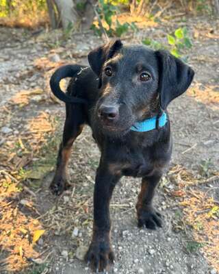 SIMON sucht liebevolles & sportliches Zuhause!, Jagtterrier-Mischling Welpen - Rüde