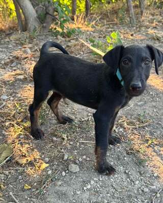 SIMON sucht liebevolles & sportliches Zuhause!, Jagtterrier-Mischling Welpen - Rüde