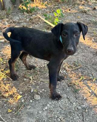 SIMON sucht liebevolles & sportliches Zuhause!, Jagtterrier-Mischling Welpen - Rüde