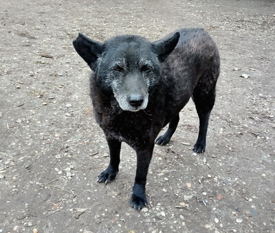 SINA - NOTFALL!!! SPENDENAUFRUF!!! sehr scheu und ängstlich; sucht verzweifelt Menschen die sich ihrer annehmen, Mischling (Video auf HP) - Hündin