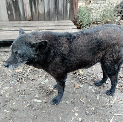SINA - NOTFALL!!! SPENDENAUFRUF!!! sehr scheu und ängstlich; sucht verzweifelt Menschen die sich ihrer annehmen, Mischling (Video auf HP) - Hündin