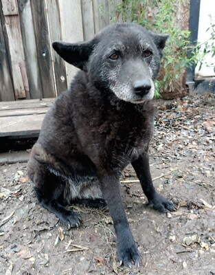 SINA - R E S E R V I E R T !!!!! sehr scheu und ängstlich; sucht verzweifelt Menschen die sich ihrer annehmen, Mischling (Video auf HP) - Hündin