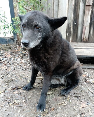 SINA - sehr scheu und ängstlich; sucht verzweifelt Menschen die sich ihrer annehmen