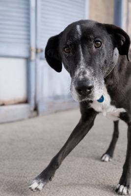 SION, Pastor Mallorquin-Mischling - Rüde
