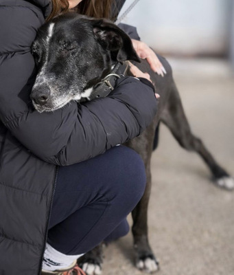 SION, Pastor Mallorquin-Mischling - Rüde