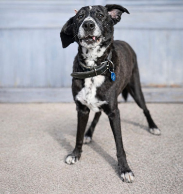 SION, Pastor Mallorquin-Mischling - Rüde