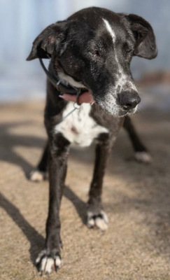 SION, Pastor Mallorquin-Mischling - Rüde