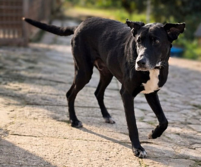 SION, Pastor Mallorquin-Mischling - Rüde