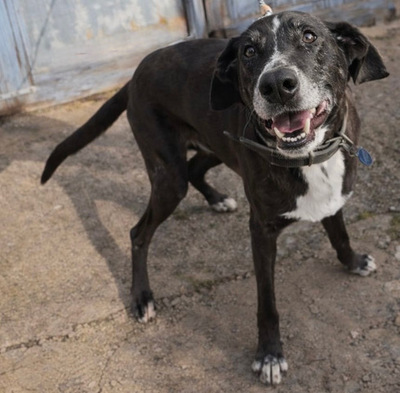 SION, Pastor Mallorquin-Mischling - Rüde
