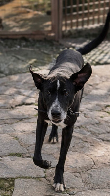 SION, Pastor Mallorquin-Mischling - Rüde