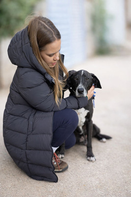 SION, Pastor Mallorquin-Mischling - Rüde