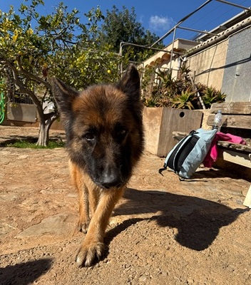 SIRA, Deutscher Schäferhund - Hündin