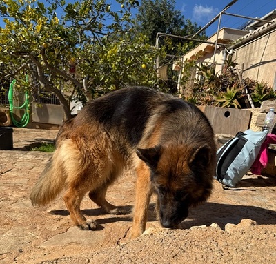 SIRA, Deutscher Schäferhund - Hündin