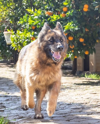 SIRA, Deutscher Schäferhund - Hündin