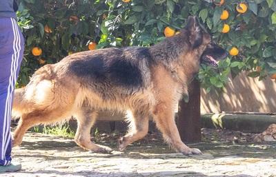 SIRA, Deutscher Schäferhund - Hündin