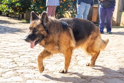 SIRA, Deutscher Schäferhund - Hündin