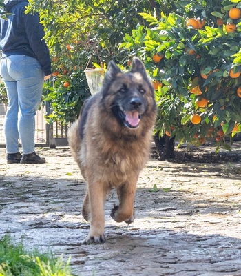 SIRA, Deutscher Schäferhund - Hündin