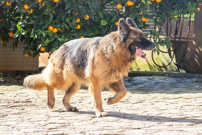 SIRA, Deutscher Schäferhund - Hündin