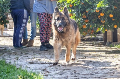 SIRA, Deutscher Schäferhund - Hündin