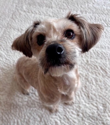 SISI, Yorkie - Lhasa Apso Mix - Hündin
