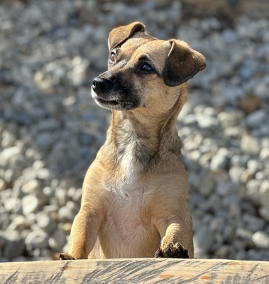 SISSI Daisy, Mischling - Hündin