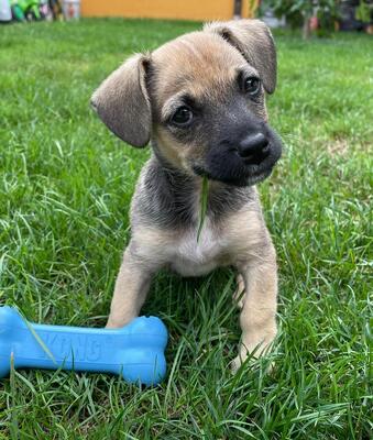 SISSI, Mischling - Hündin