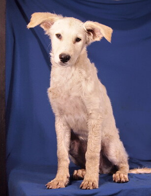 SISSY - R E S E R V I E R T !!!!! ausnehmend freundlich und lieb, intelligent, lebhaft, verspielt, katzenverträglich, Mischling - Hündin