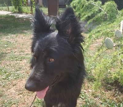 SKIPPY, Altdeutscher-Schäferhund-Mischling - Rüde