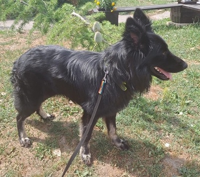 SKIPPY, Altdeutscher-Schäferhund-Mischling - Rüde