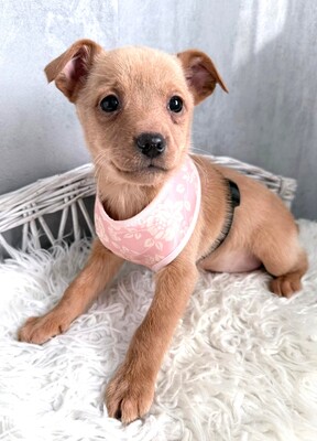 SKYE liebe Dackel-Chihuahua-Mix-Hündin sucht…