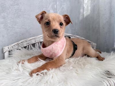 SKYE liebe Dackel-Chihuahua-Mix-Hündin sucht…, Dackel-Chihuahua-Mischling Welpen - Hündin