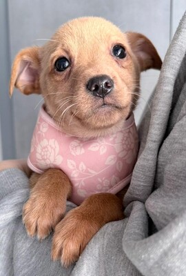 SKYE liebe Dackel-Chihuahua-Mix-Hündin sucht…, Dackel-Chihuahua-Mischling Welpen - Hündin
