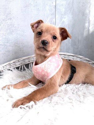 SKYE liebe Dackel-Chihuahua-Mix-Hündin sucht…, Dackel-Chihuahua-Mischling Welpen - Hündin