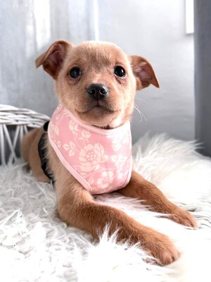 SKYE liebe Dackel-Chihuahua-Mix-Hündin sucht…, Dackel-Chihuahua-Mischling Welpen - Hündin