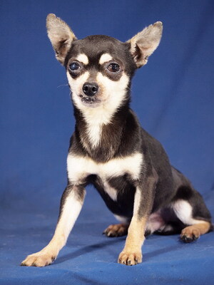 SMARTIE - R E S E R V I E R T !!!!! aufgeschlossen und freundlich, sehr anhänglich, verschmust, intelligent, fröhlich, anfangs schüchtern, Chihuahua - Rüde