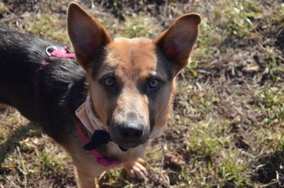 SMILEY, Mischling - Hündin