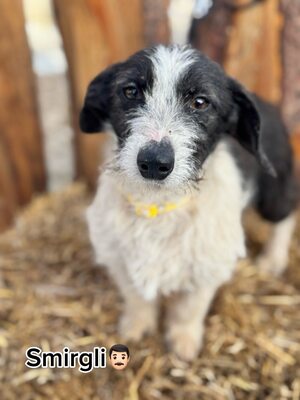 SMIRGLI - offener & verspielter Dackel-Mix-Rüde