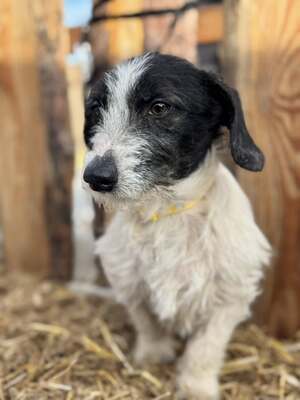 SMIRGLI - offener & verspielter Dackel-Mix-Rüde, Dackel-Mischling - Rüde