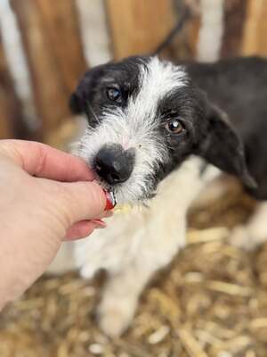 SMIRGLI - offener & verspielter Dackel-Mix-Rüde, Dackel-Mischling - Rüde