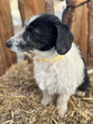 SMIRGLI - offener & verspielter Dackel-Mix-Rüde, Dackel-Mischling - Rüde