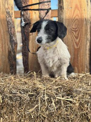 SMIRGLI - offener & verspielter Dackel-Mix-Rüde, Dackel-Mischling - Rüde